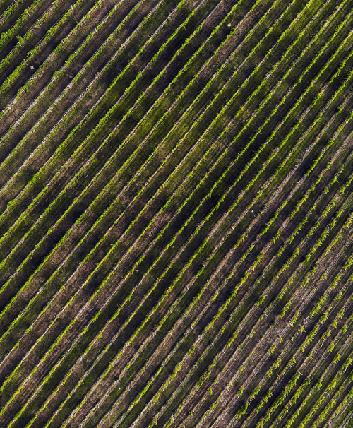 Weingut